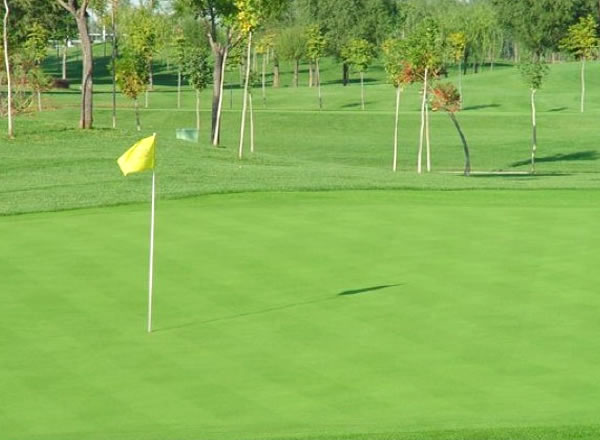 降雨情況對草坪草的危害